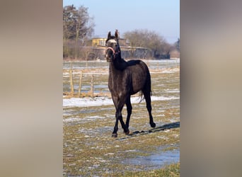 Other Warmbloods, Mare, 3 years, 15,1 hh, Grey-Blue-Tan