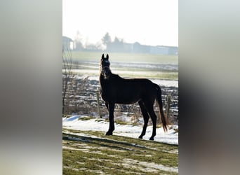 Other Warmbloods, Mare, 3 years, 15,1 hh, Grey-Blue-Tan