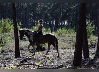 Other Warmbloods, Mare, 3 years, 15,1 hh, Pinto