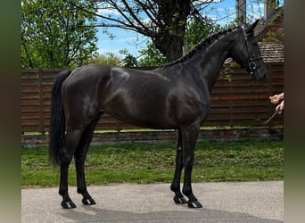 Other Warmbloods, Mare, 3 years, 16.1 hh, Black