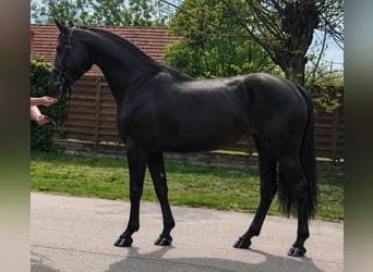 Other Warmbloods, Mare, 3 years, 16.1 hh, Black