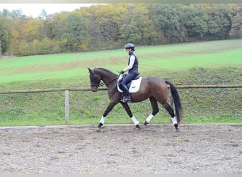 Other Warmbloods, Mare, 3 years, 16 hh, Brown