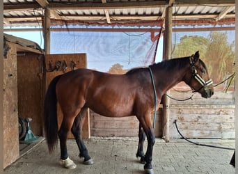 Other Warmbloods Mix, Mare, 3 years, 16 hh, Brown