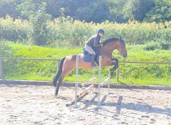 Other Warmbloods, Mare, 3 years, 16 hh, Brown