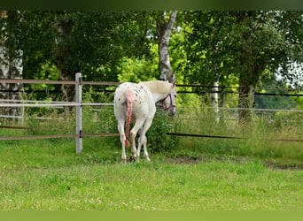 Other Warmbloods, Mare, 3 years, 16 hh, Leopard-Piebald
