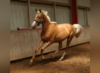 Other Warmbloods, Mare, 3 years, 16 hh, Palomino
