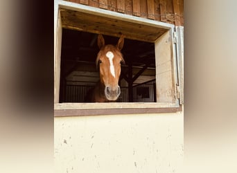 Other Warmbloods, Mare, 3 years, 16,1 hh, Chestnut-Red