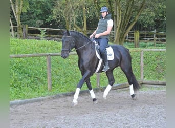 Other Warmbloods, Mare, 3 years, 17 hh, Black