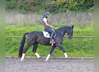 Other Warmbloods, Mare, 3 years, 17 hh, Black