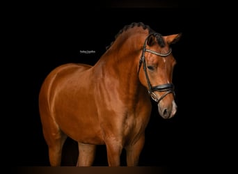 Other Warmbloods, Mare, 4 years, 14.1 hh, Brown