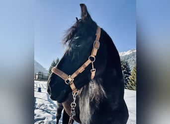 Other Warmbloods, Mare, 4 years, 15,1 hh, Black