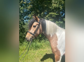 Other Warmbloods, Mare, 4 years, 15.1 hh, Pinto