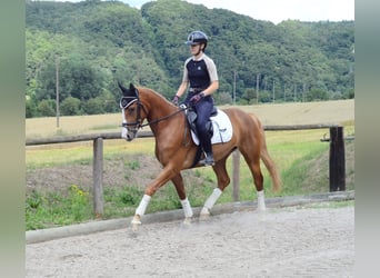 Other Warmbloods, Mare, 4 years, 15.2 hh, Chestnut-Red