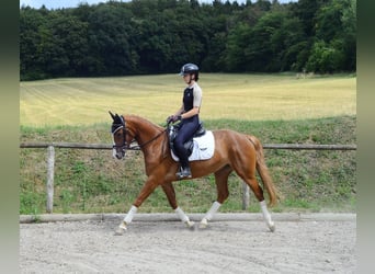 Other Warmbloods, Mare, 4 years, 15.2 hh, Chestnut-Red