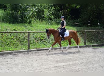 Other Warmbloods, Mare, 4 years, 15.2 hh, Chestnut-Red