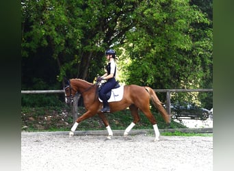 Other Warmbloods, Mare, 4 years, 15.2 hh, Chestnut-Red