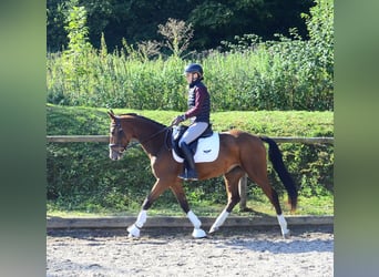 Other Warmbloods, Mare, 4 years, 15.2 hh