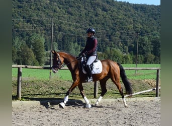 Other Warmbloods, Mare, 4 years, 15.2 hh