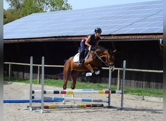 Other Warmbloods, Mare, 4 years, 15.2 hh