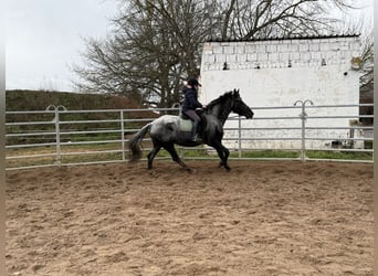 Other Warmbloods, Mare, 4 years, 15,2 hh, Gray-Blue-Tan