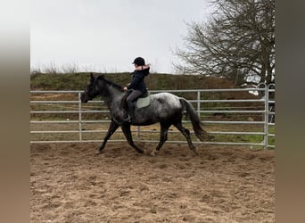 Other Warmbloods, Mare, 4 years, 15,2 hh, Gray-Blue-Tan