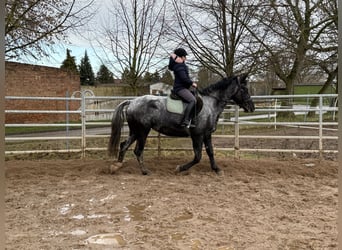 Other Warmbloods, Mare, 4 years, 15,2 hh, Gray-Blue-Tan