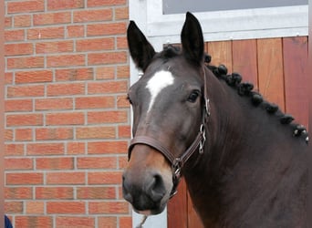 Other Warmbloods, Mare, 4 years, 15.2 hh