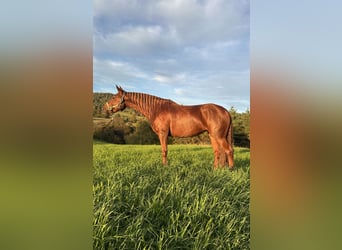 Other Warmbloods Mix, Mare, 4 years, 15 hh, Chestnut-Red