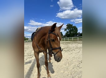 Other Warmbloods Mix, Mare, 4 years, 15 hh, Chestnut-Red
