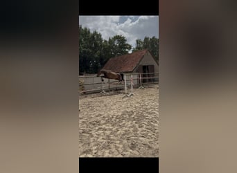 Other Warmbloods, Mare, 4 years, 15,2 hh, Bay-Dark