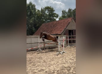 Other Warmbloods, Mare, 4 years, 15,2 hh, Bay-Dark