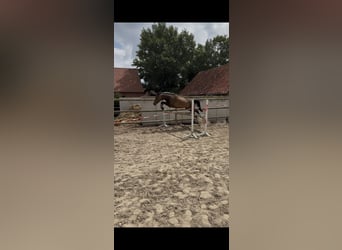 Other Warmbloods, Mare, 4 years, 15,2 hh, Bay-Dark
