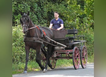 Other Warmbloods Mix, Mare, 4 years, 15,3 hh