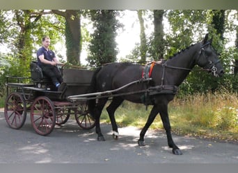 Other Warmbloods Mix, Mare, 4 years, 15,3 hh