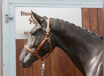 Other Warmbloods Mix, Mare, 4 years, 15,3 hh
