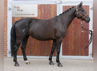 Other Warmbloods Mix, Mare, 4 years, 15,3 hh