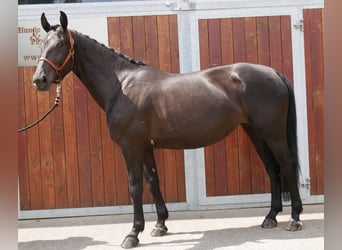 Other Warmbloods Mix, Mare, 4 years, 15,3 hh