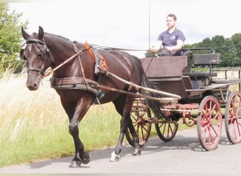 Other Warmbloods Mix, Mare, 4 years, 15,3 hh