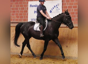 Other Warmbloods Mix, Mare, 4 years, 15,3 hh