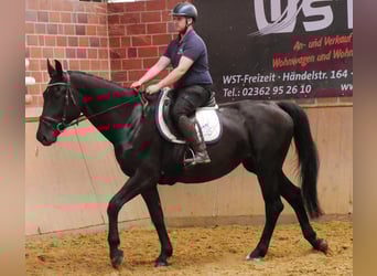 Other Warmbloods Mix, Mare, 4 years, 15,3 hh