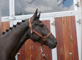 Other Warmbloods Mix, Mare, 4 years, 15,3 hh
