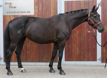 Other Warmbloods Mix, Mare, 4 years, 15,3 hh