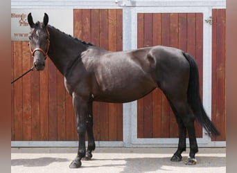 Other Warmbloods Mix, Mare, 4 years, 15,3 hh