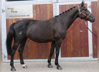 Other Warmbloods Mix, Mare, 4 years, 15,3 hh