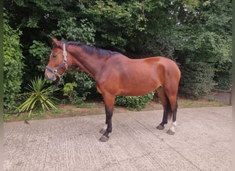 Other Warmbloods, Mare, 4 years, 16.1 hh, Bay