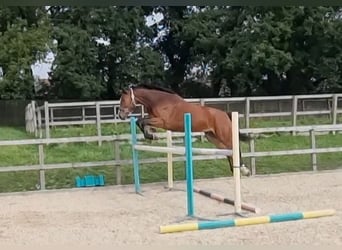 Other Warmbloods, Mare, 4 years, 16.1 hh, Bay