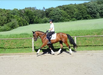 Other Warmbloods, Mare, 4 years, 16.1 hh, Brown