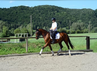 Other Warmbloods, Mare, 4 years, 16.1 hh, Brown