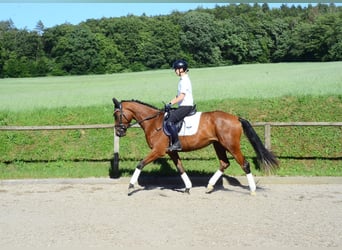 Other Warmbloods, Mare, 4 years, 16.1 hh, Brown