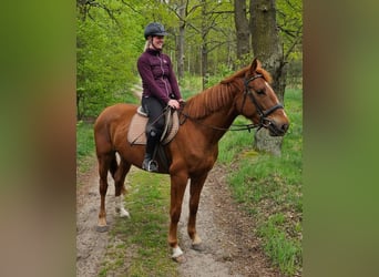Other Warmbloods, Mare, 4 years, 16.1 hh, Chestnut-Red